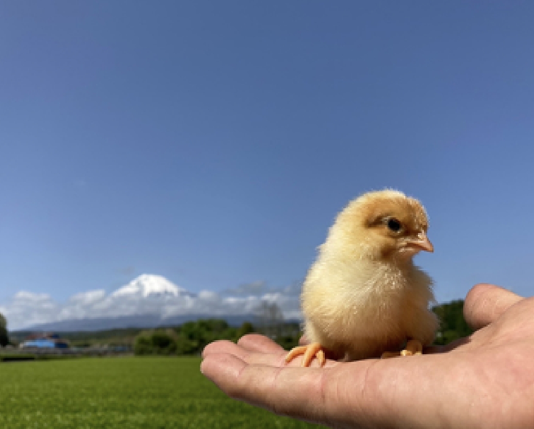 富士山を背景にした平飼い鶏のひよこ